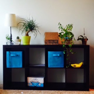 Plants sitting on a small bookshelf. There is also a lamp on here, and some boxes, but they are on the shelves and the plants are on the top. It is one of those bookcases with square shelves and only half height. The plants on the far left are in glasses. There is a spiky tree with curly leaves in a pot. There is a cardboard box on top. There is also an orchid but it is not blooming so it doesn't look very exciting right now.
